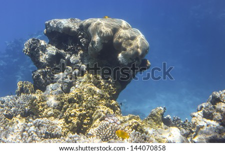 Coral scene with tropical fish at Red Sea, Egypt