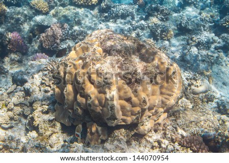 Coral scene at Red Sea, Egypt