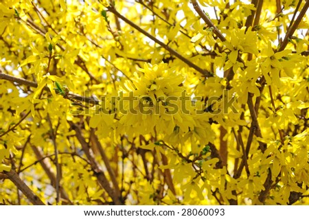 Yellow rain flower bush