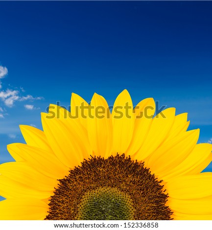 sunflower background with blue sky