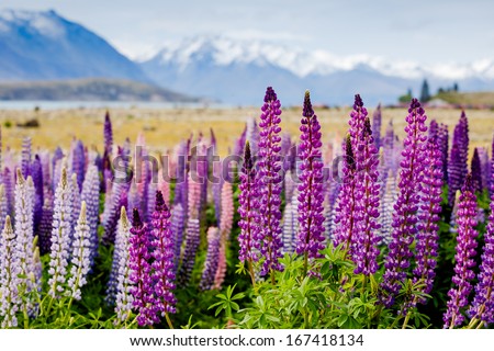 Majestic Mountain Landscape With Lupins Blooming
