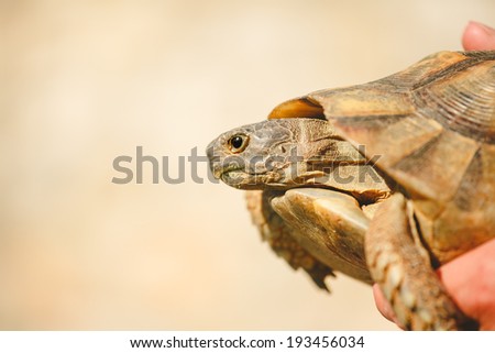 Close up Turtle in human hand