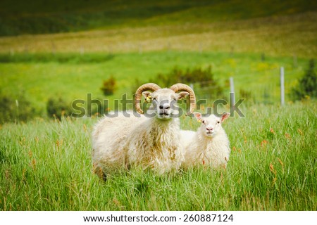 A sheep and ram in a pasture against a grass back in Iceland