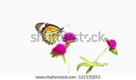 Monarch Butterfly on white background