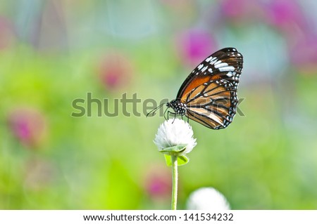 common tiger butterfly close up