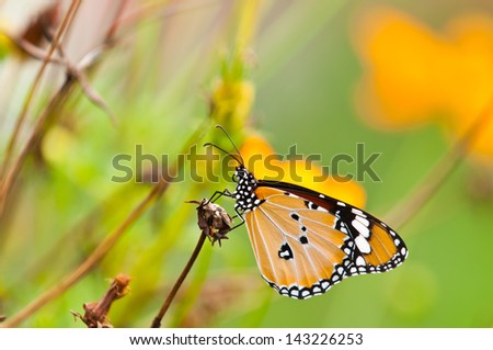 plain tiger butterfly close up