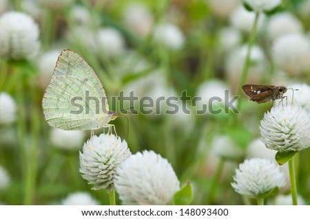 Lemon Emigrant butterfly close up