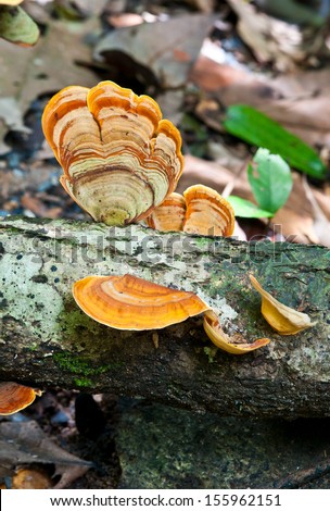 orange Mushroom  in the forest close up