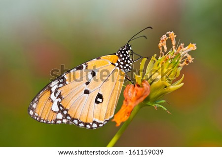 plain tiger butterfly close up
