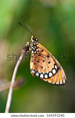 tawny coster butterfly close up