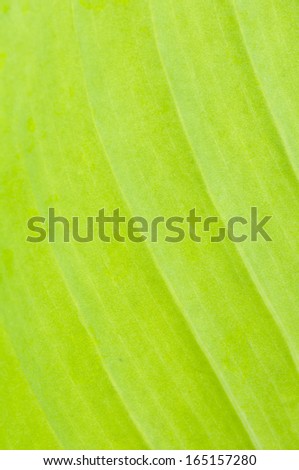 Detail of banana tree leaf.