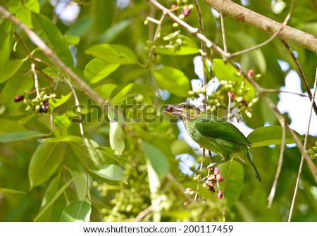 Green-eared Barbet Bird eating fruit
