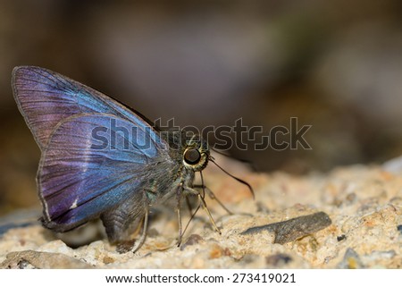 White-banded Awl butterfly on nature background