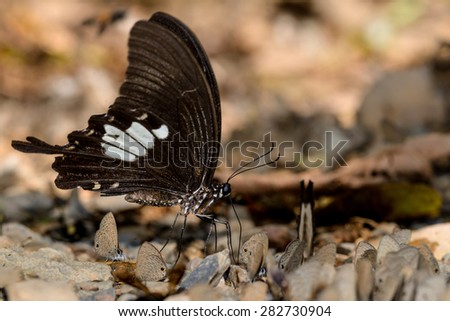 black and white helen butterfly on nature background
