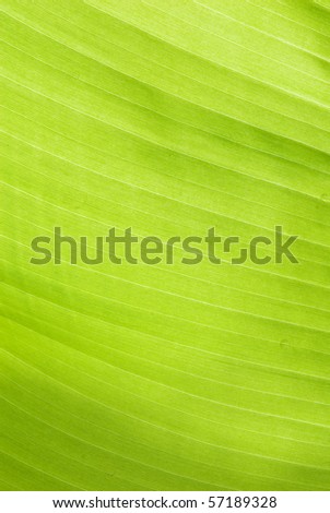 line of leaves banana tree