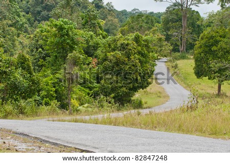 curved road in green forest