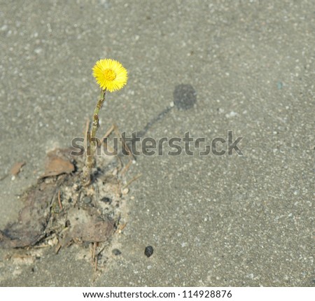 The flower grows from asphalt. The concept