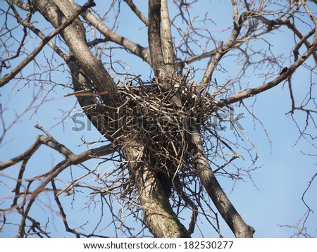 crow\'s nest in a tree