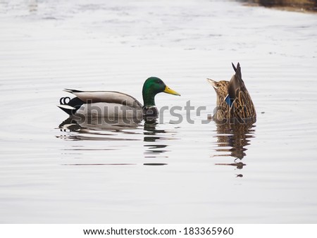 ducks swim upside down