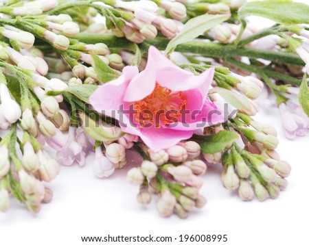 wild flowers on a white background