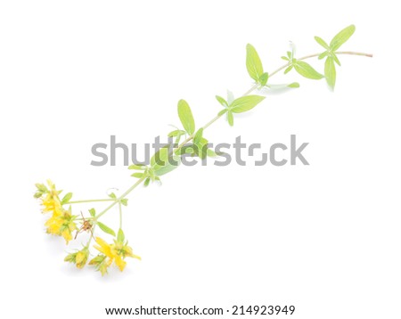 St. John's wort flowers on a white background