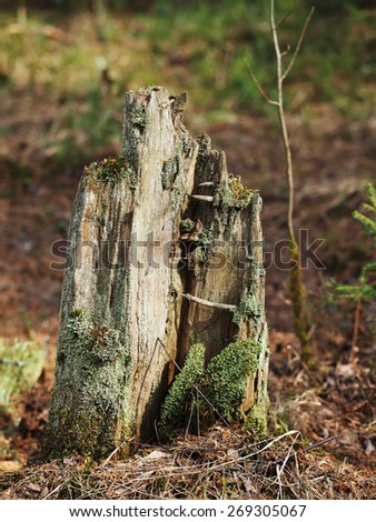 an old stump in the woods