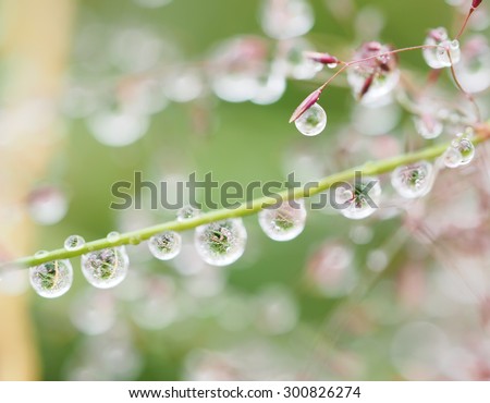 drops on the plants after rain