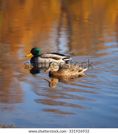 Duck on the river in the fall