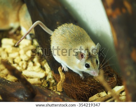 spiny mouse in a cage