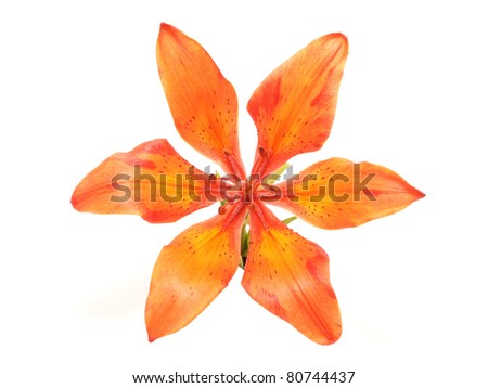 Fresh beautiful orange lily flower blossom isolated