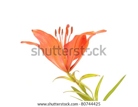 Fresh beautiful orange lily flower blossom isolated
