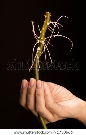 hands and plant on a black background