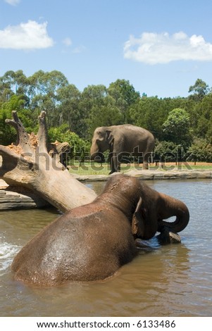 an elephant in the water with tree trunk