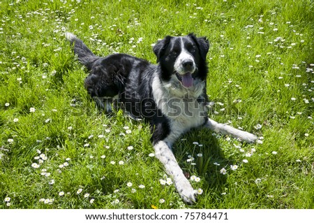 black and white dog on green grass in spring
