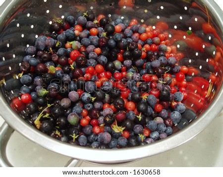 Wild Berries in a Colander (Oregon grapes, huckleberries, and salal berries)
