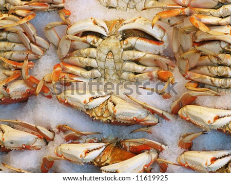 Dungeness Crabs at the Market
