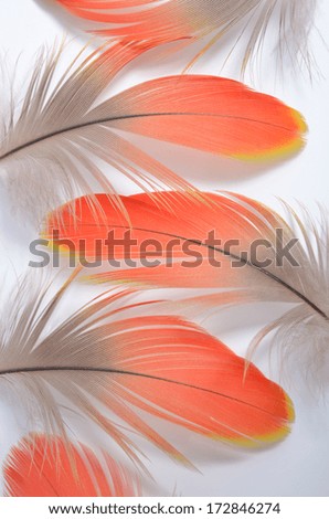 Real MACAW bird Feathers. Natural colors: Red, Grey. Isolated on white background.