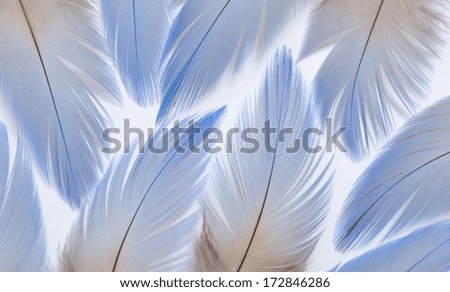 Real MACAW bird Feathers. Natural colors: Blue, Grey. Isolated on white background.