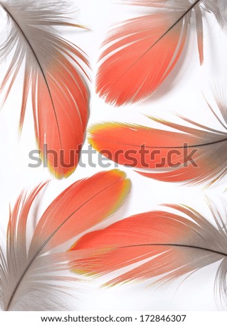 Real MACAW bird Feathers. Natural colors: Red, Grey. Isolated on white background.