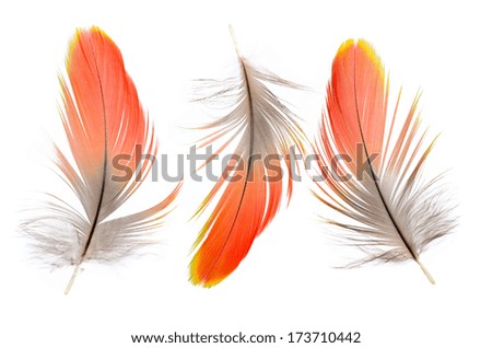 3 of Real MACAW bird Feathers. Natural colors: Red, Grey. Isolated on white background.