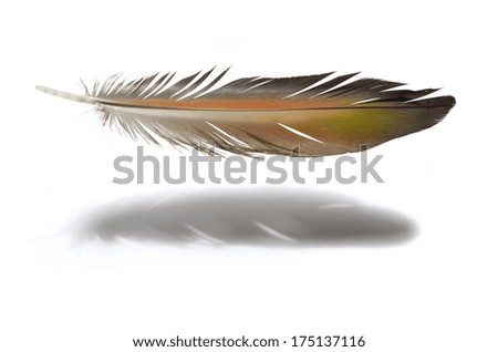 Real MACAW bird Feather with shadow.. Natural colors:Brown, Red, Grey. Isolated on white background.