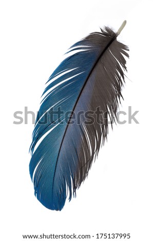 Real MACAW bird Feather. Natural colors: Blue, Teal, Grey. Isolated on white background.
