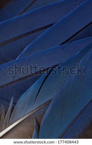 Blue feathers background composition. Real MACAW bird Feathers. Natural colors: Blue.