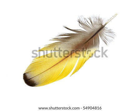 Yellow Macaw feather isolated