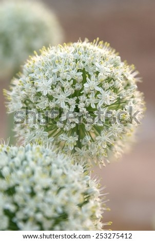 Close up of onion flowers in bloom. Numerous tiny white flower petals clustered tightly onto a large ball shaped head.