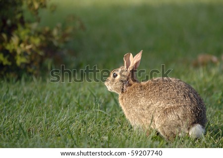 Wild rabbit sits in the backyard.