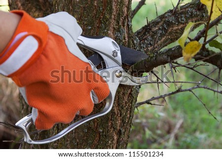 Pruning fruit trees by pruning shears