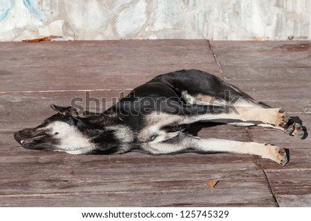Dog sleeping on the boardwalk illuminated with bright sunlight