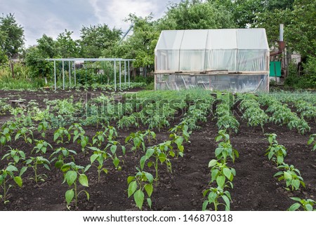 The rows of vegetable seedlings home-grown produce