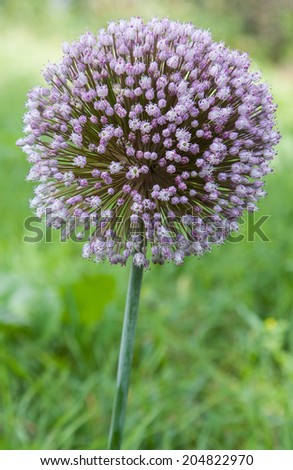 A blooming onion leek close up outdoors